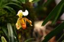 orchidees senat 029 * 4368 x 2912 * (4.13MB)